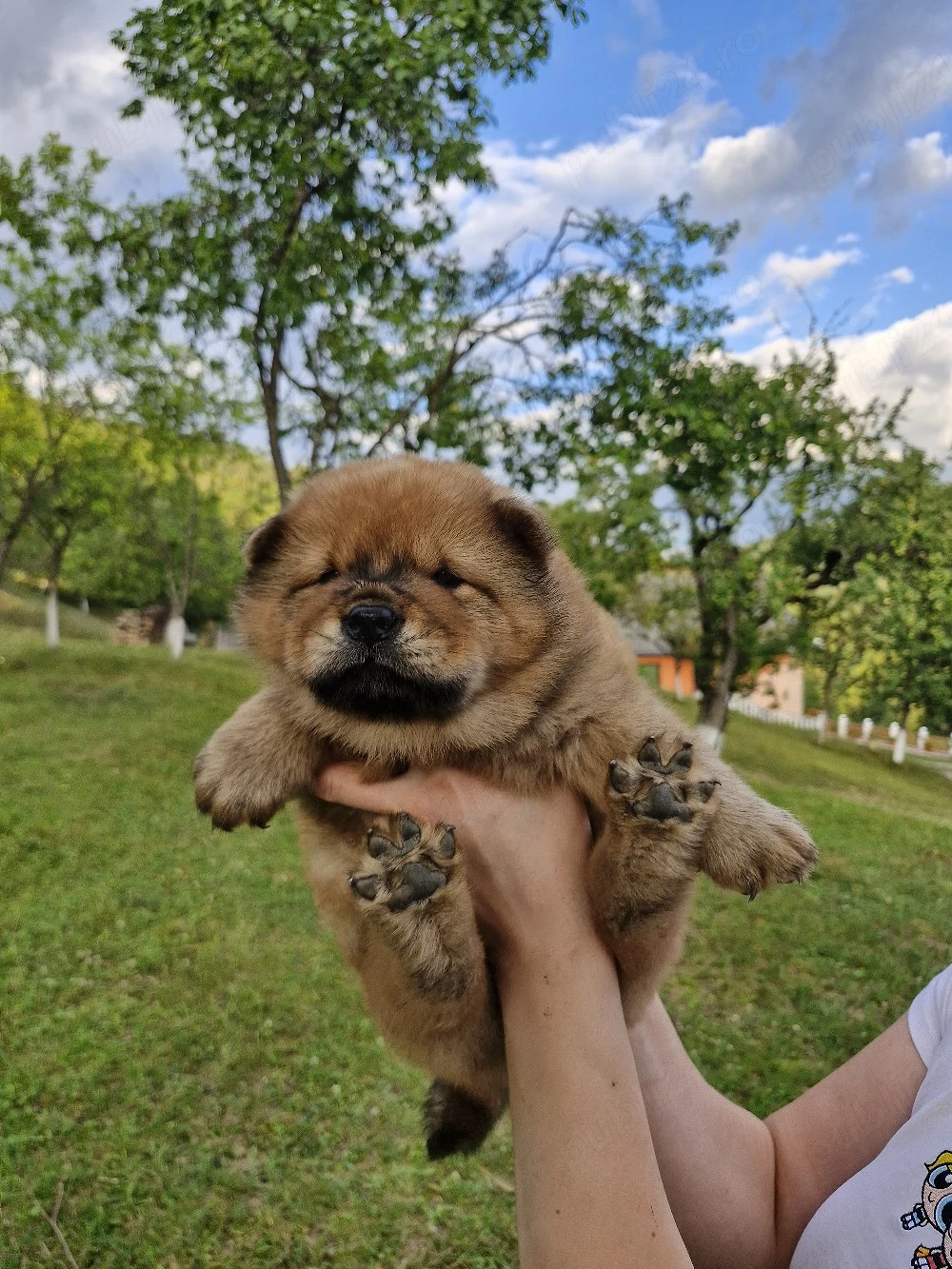 Chow Chow cauta casuta nouâ