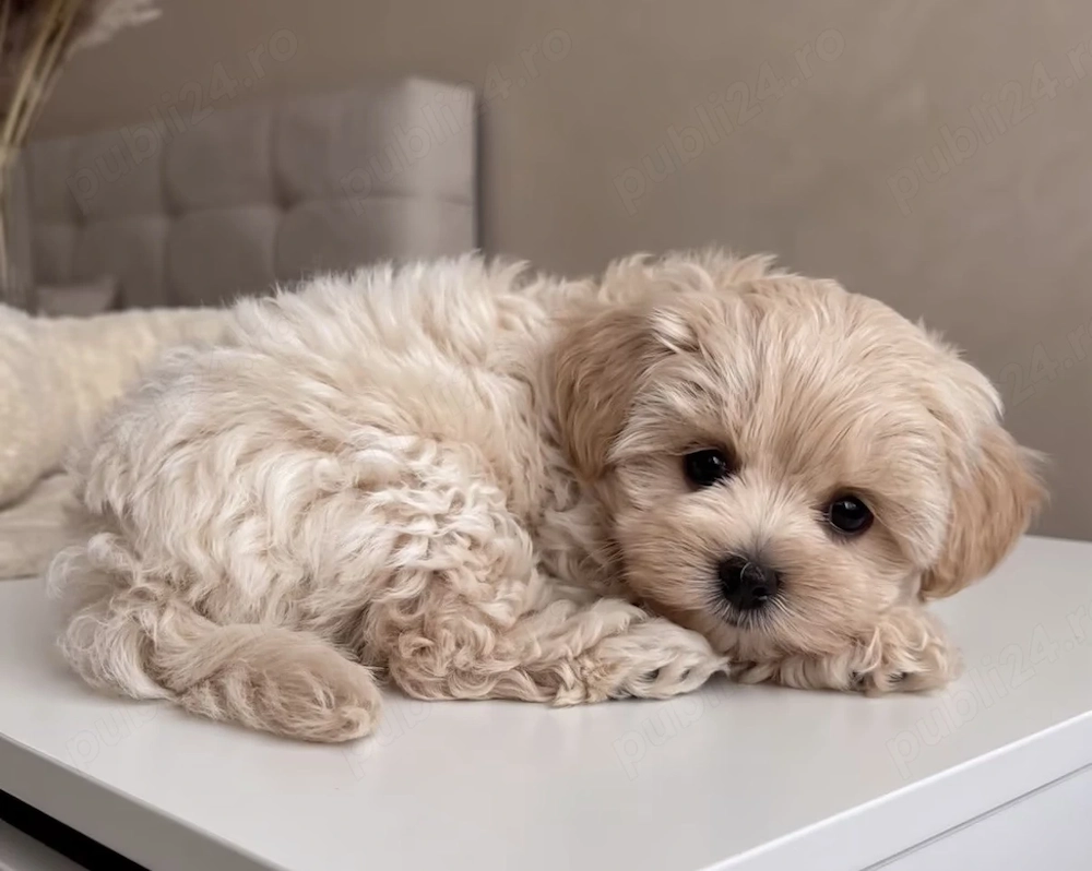 Maltipoo drăgălașă 