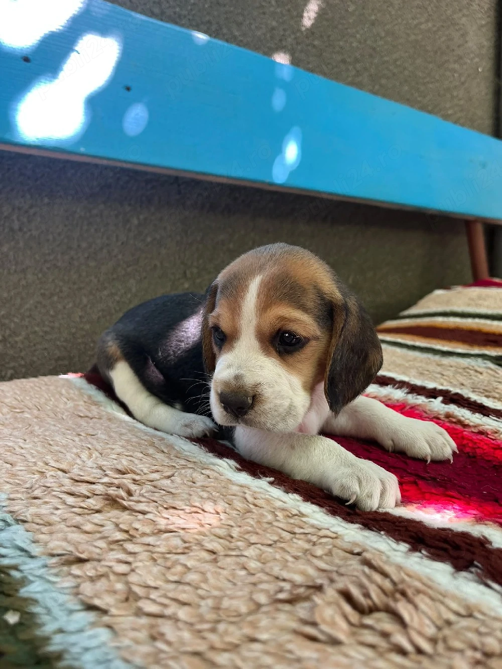 Pui Beagle - în București  Oltenița 