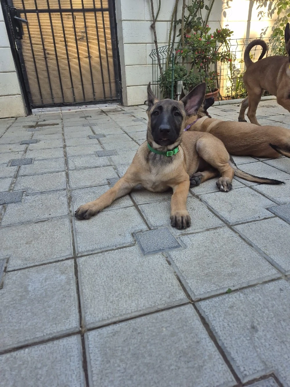 Ciobanesc belgian malinois 