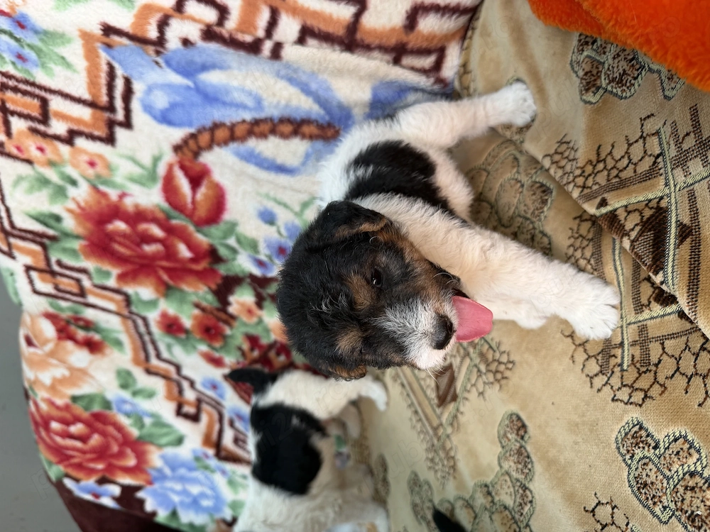 Fox Terrier masculi 