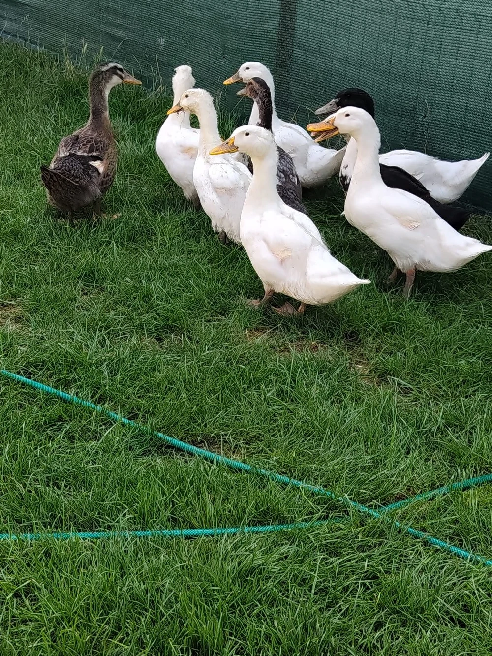 schimb rate cu alte animale sau pasari 