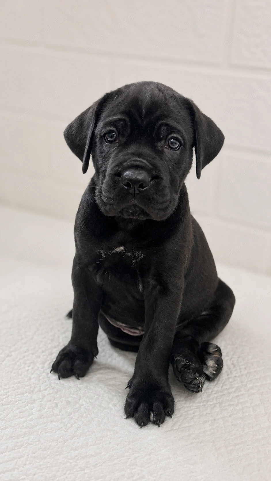 Pui Cane Corso. 