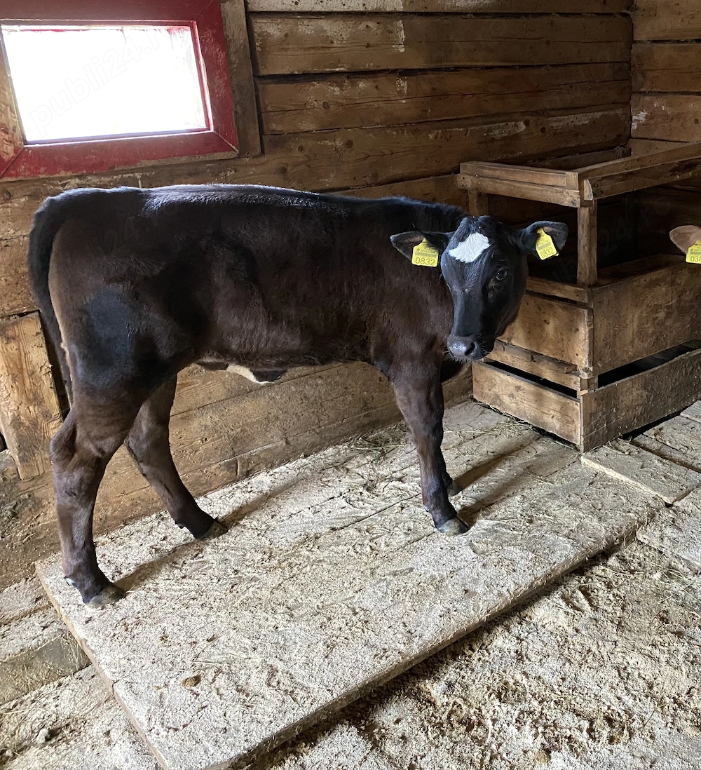 Vând Vitea Angus de 3 luni !!