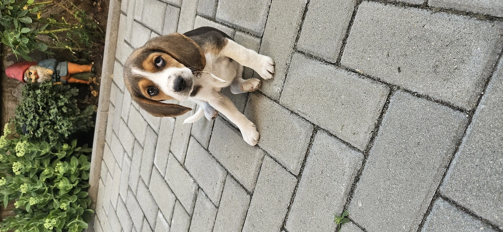 Vand Beagle fetita