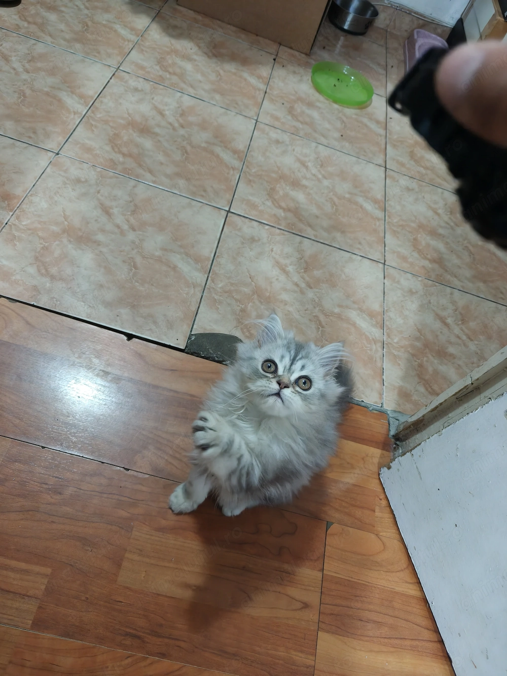 Vând Pui de Silver Persană 