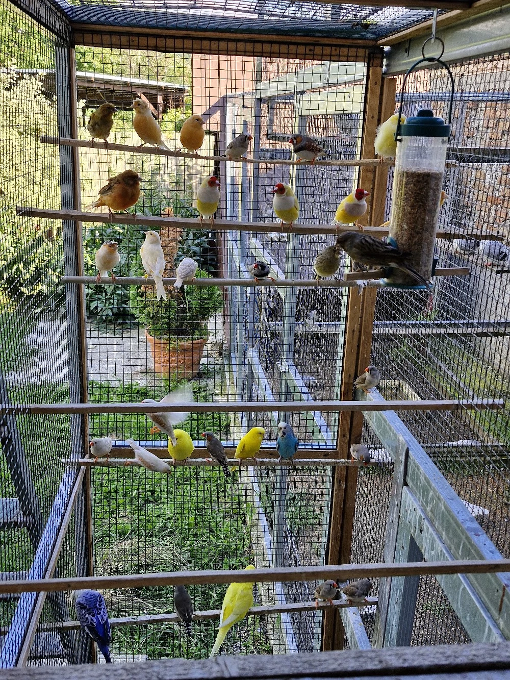 papagali, zebre australiene, canari, amandine