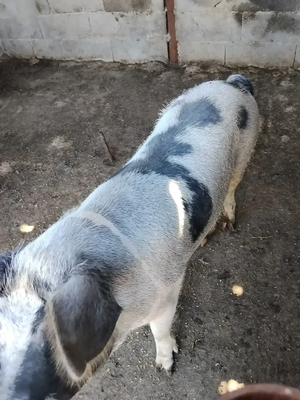 Vând purcea gestanta 
