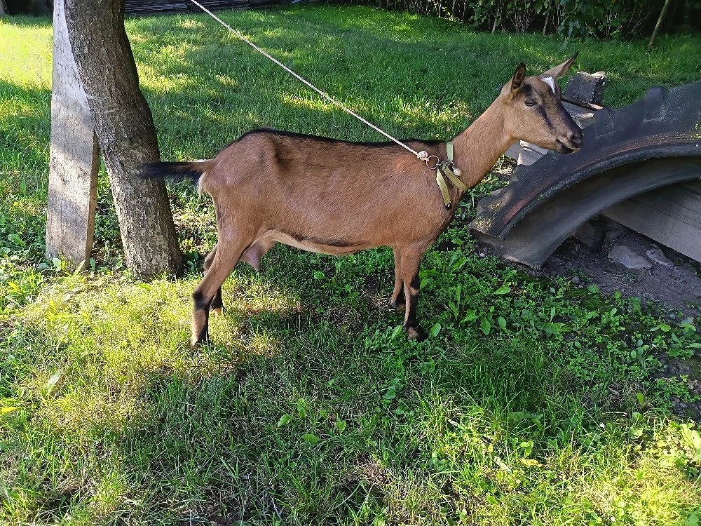 capră alpine franceza 