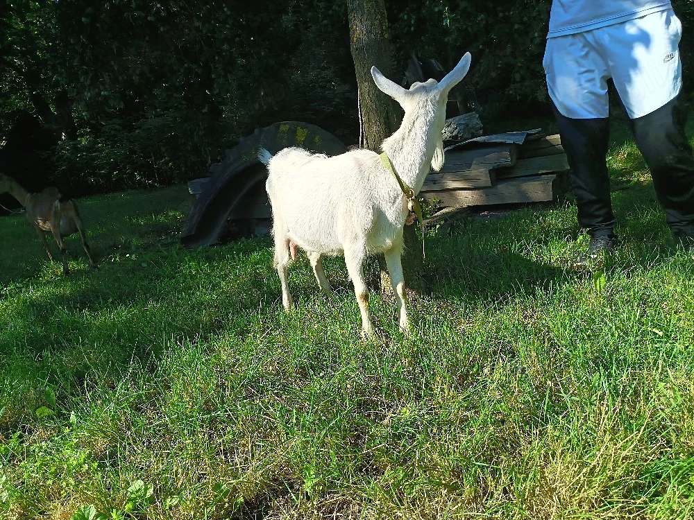 capra Șanel albă 