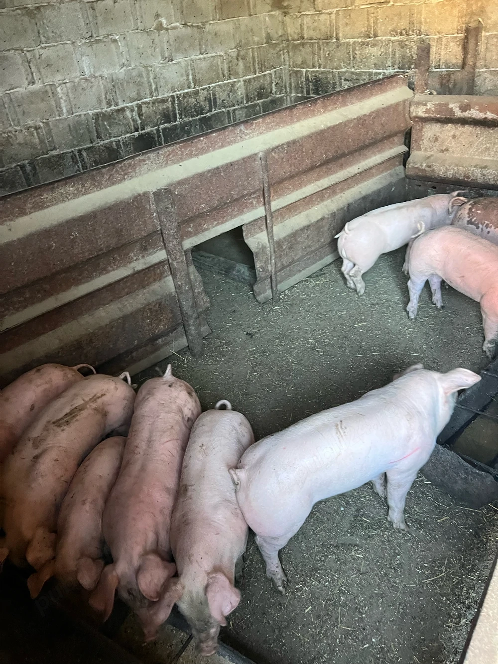 Purcei de vânzare 