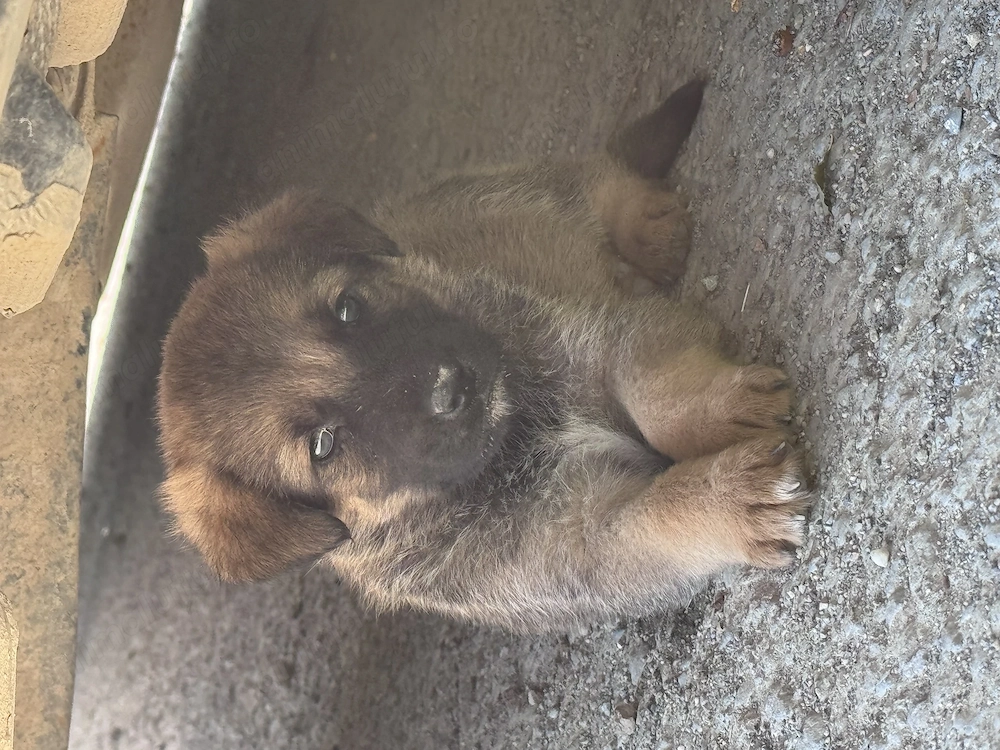 URGENT ! 3 pui de catel pt adoptie 
