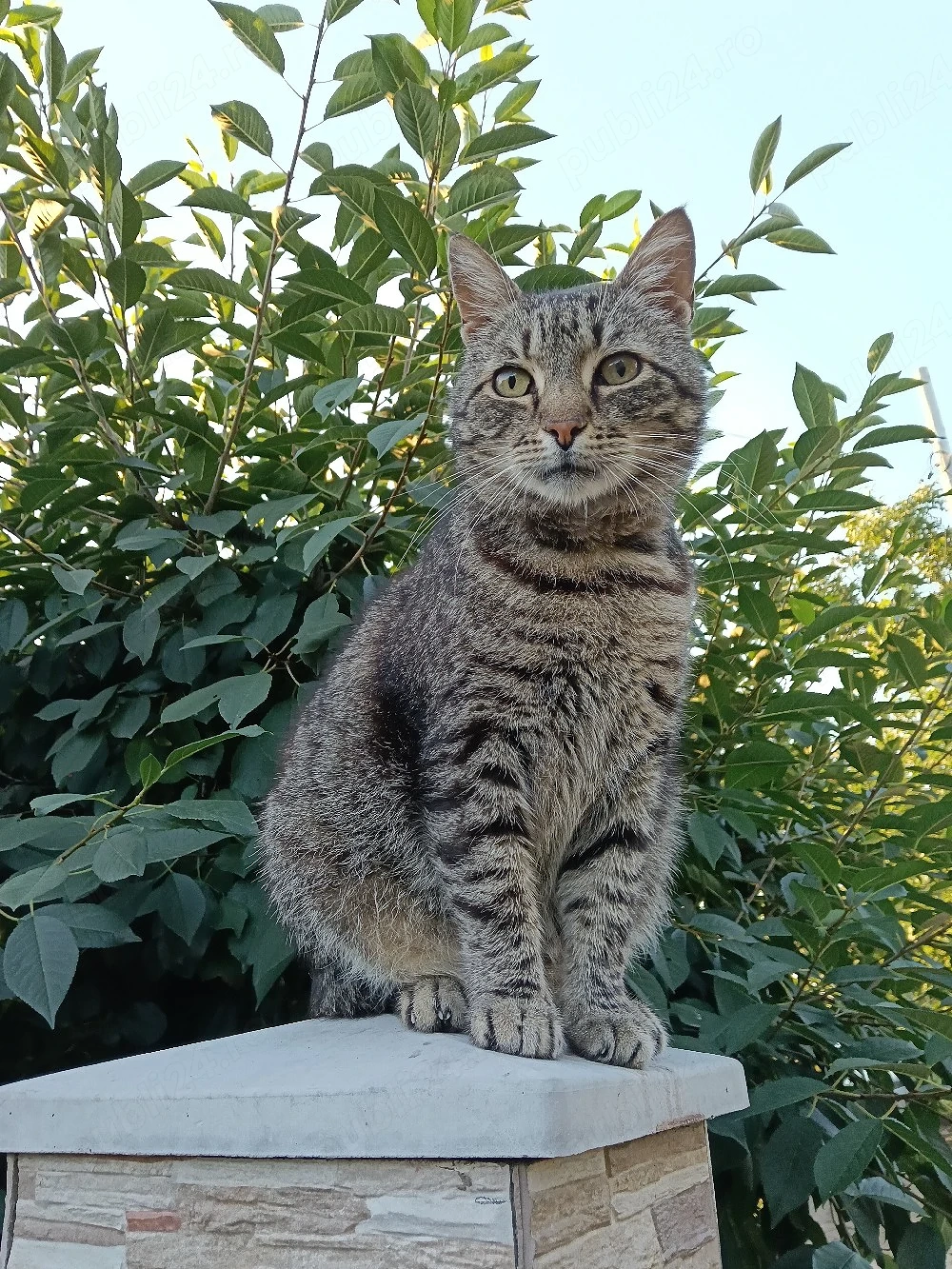 Pisic adopție 