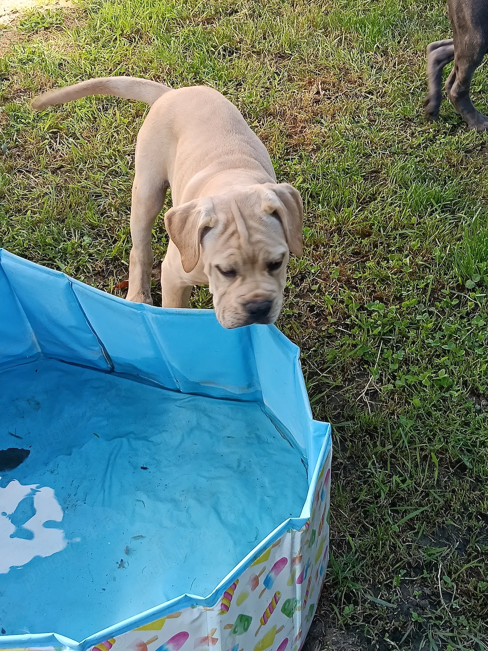 Căței Cane Corso cu pedigree 