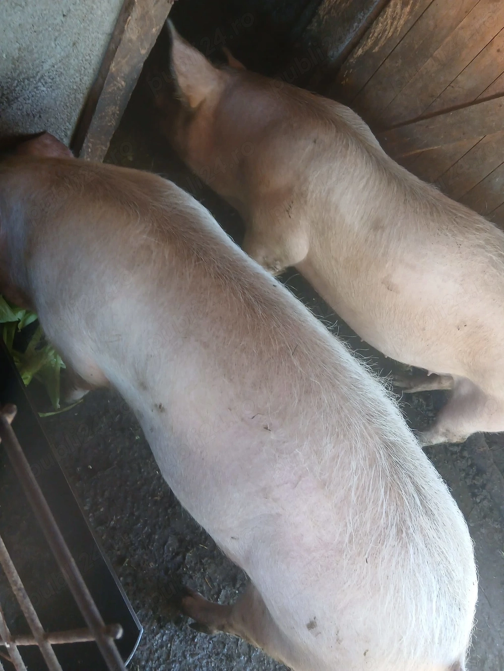 Porci de vinzare in Buzău Rușețu 