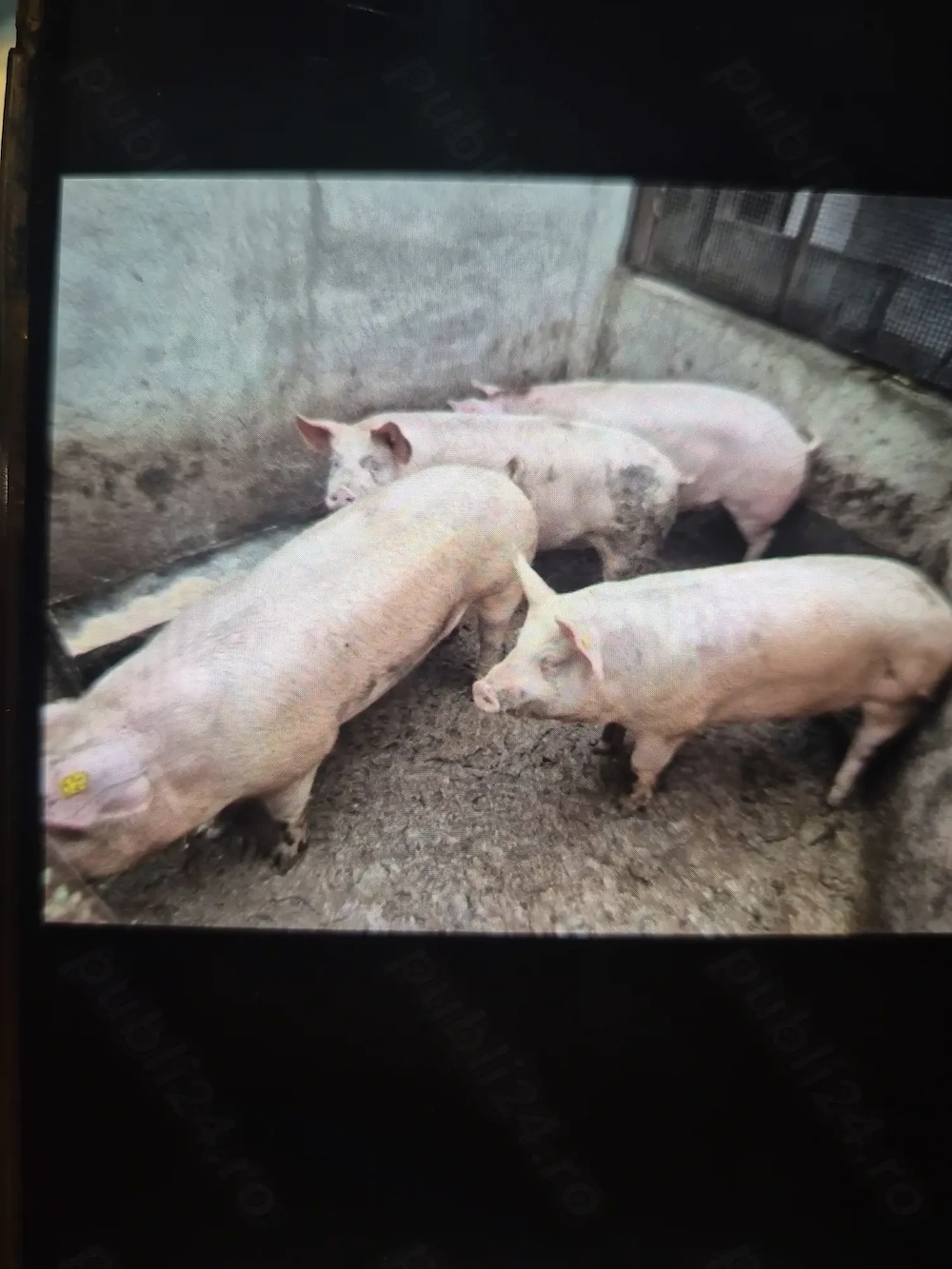 Porci de vanzare 