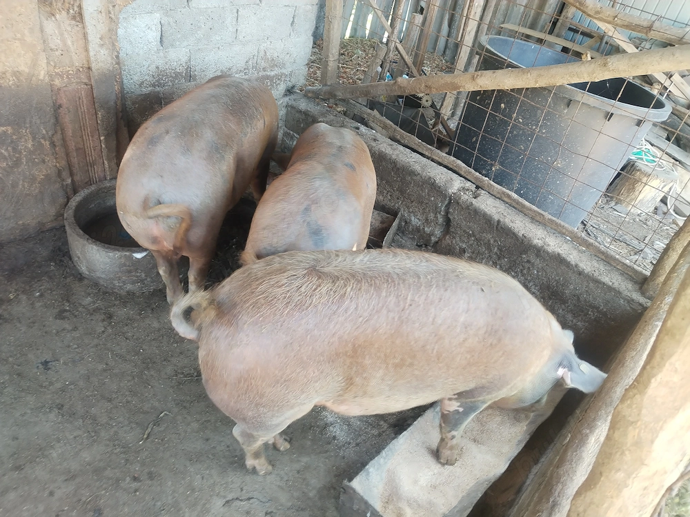 Vand porc de 160-170 de kg pret 3000 ușor negociabil   