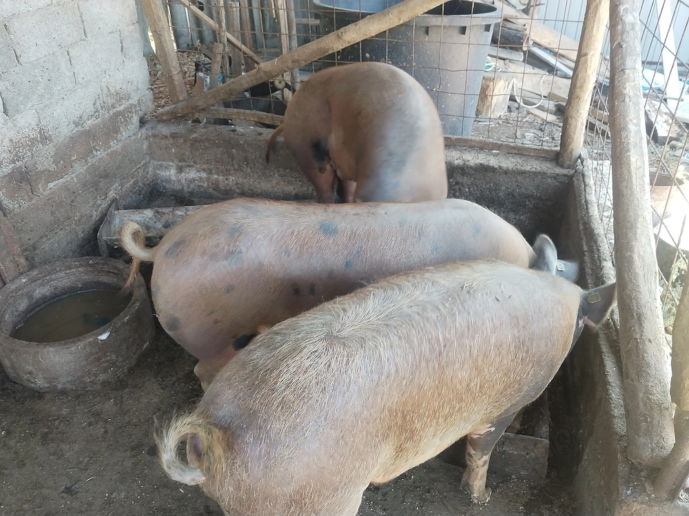 Vand porc de 160-170 de kg pret 3000 negociabil