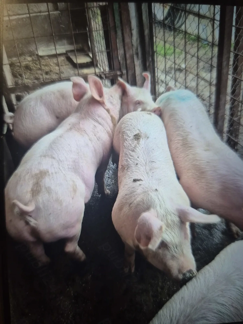 Porci de vanzare