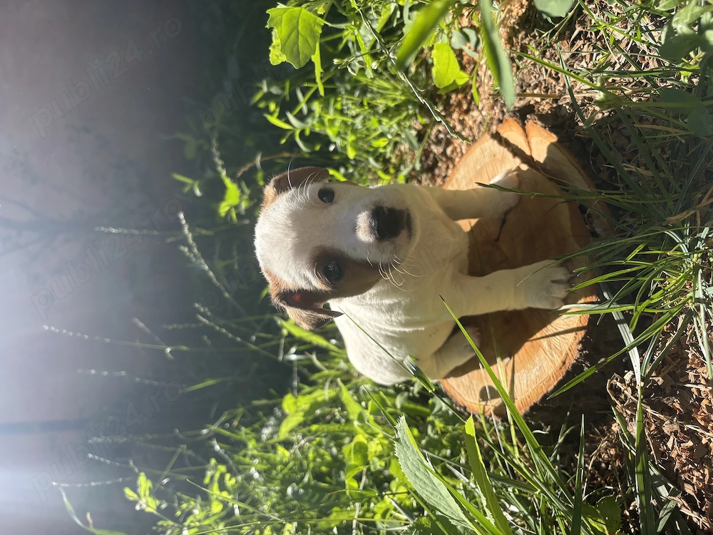Pui Jack Russell Terrier 