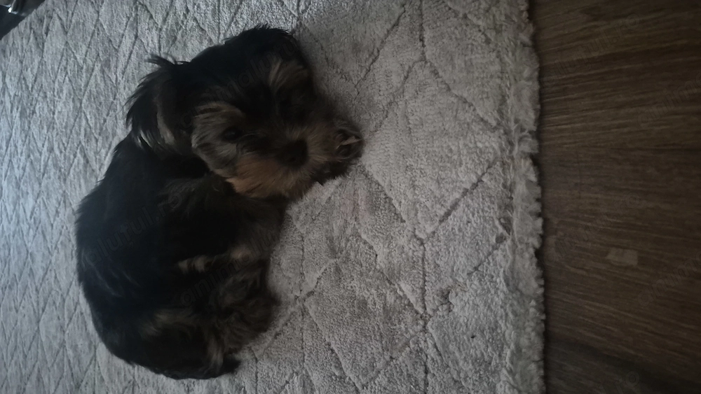 Yorkshire Terrier de vanzare