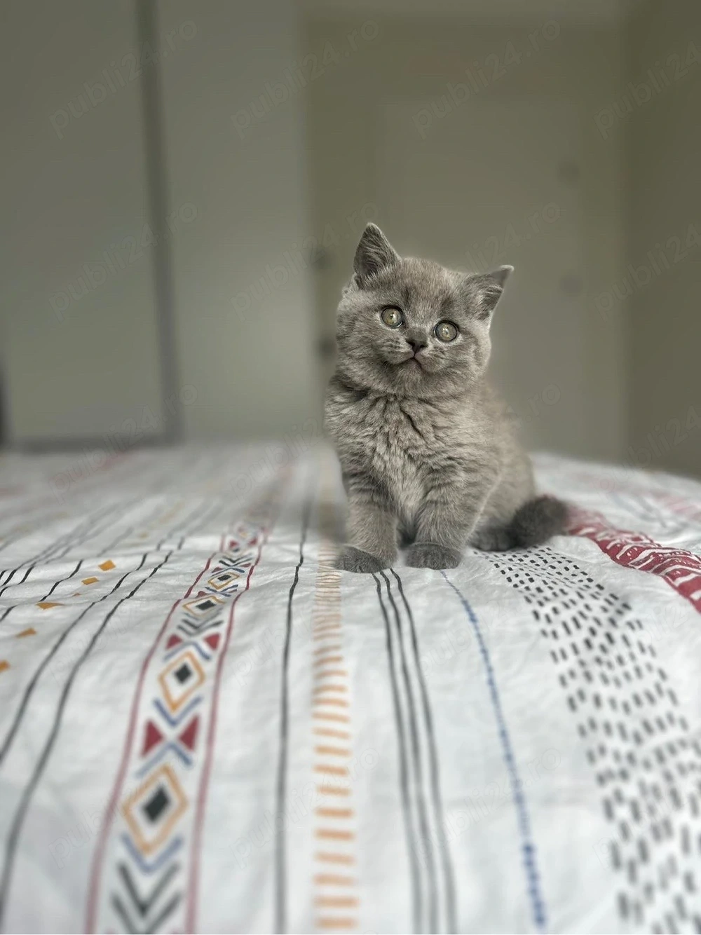 British shorthair si Scottish fold 