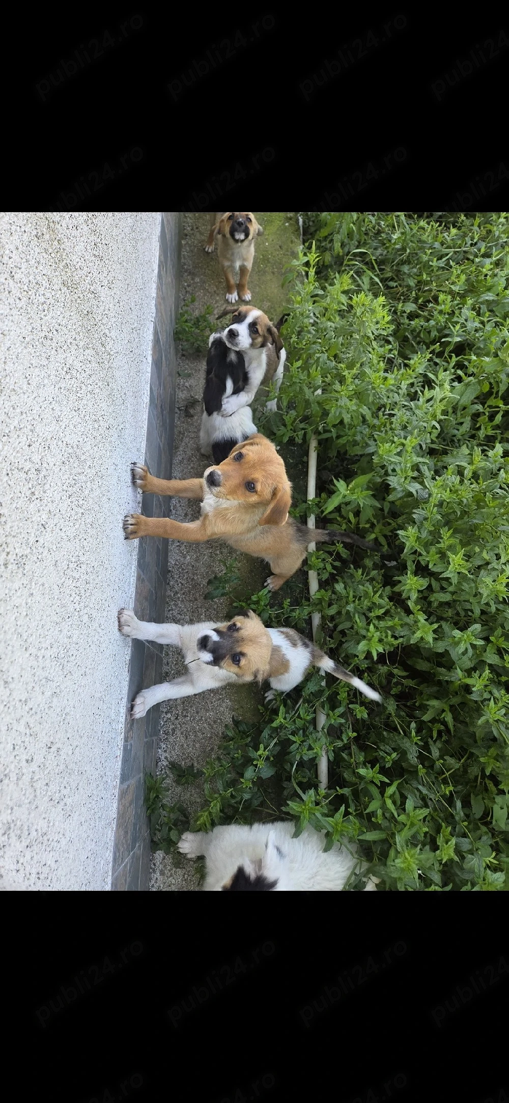 Căței spre adopție 