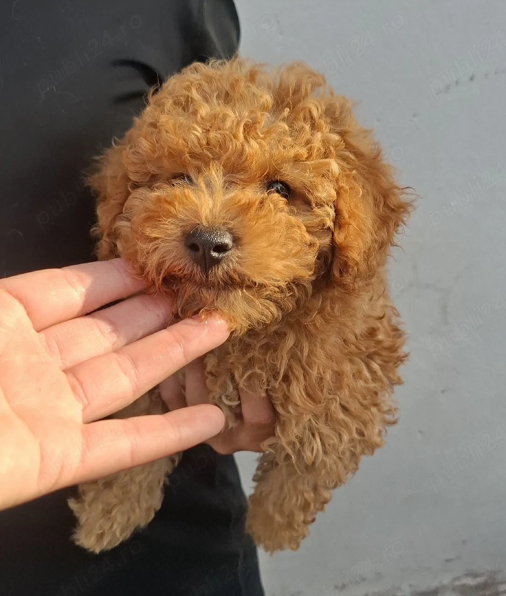 pudel mini ( poodle)