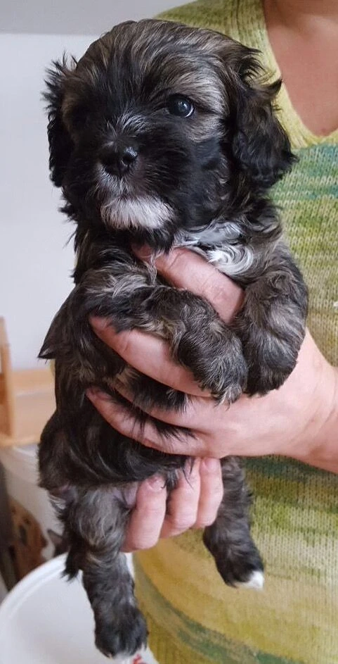 Bichoni Havanese talie mica
