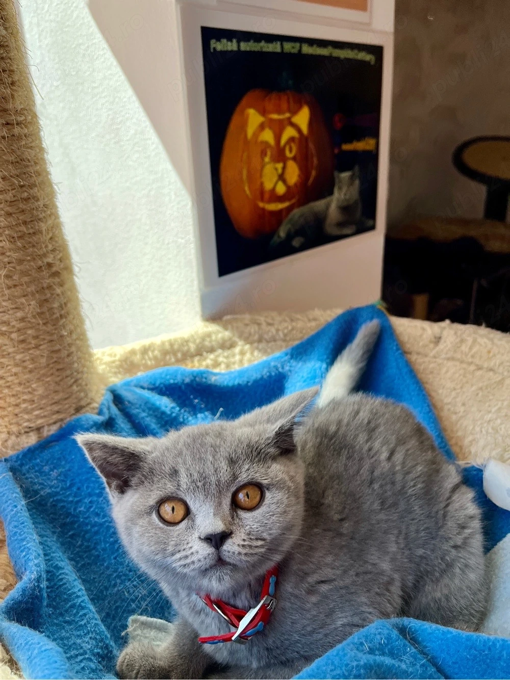 British shorthair blue fetita