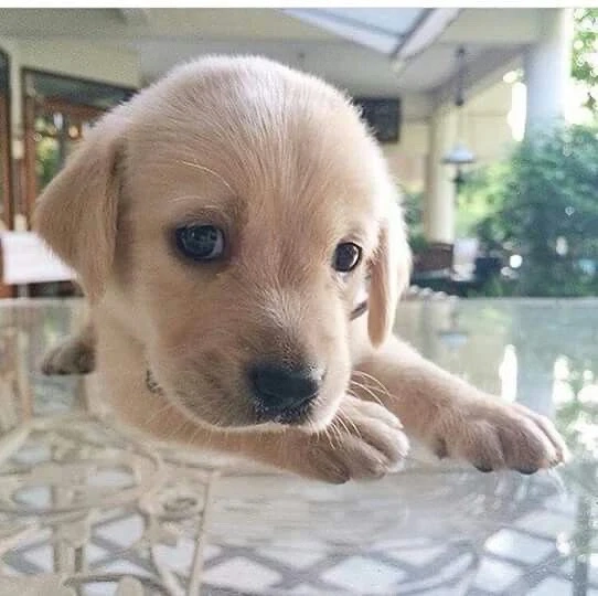 Labrador Retriver 