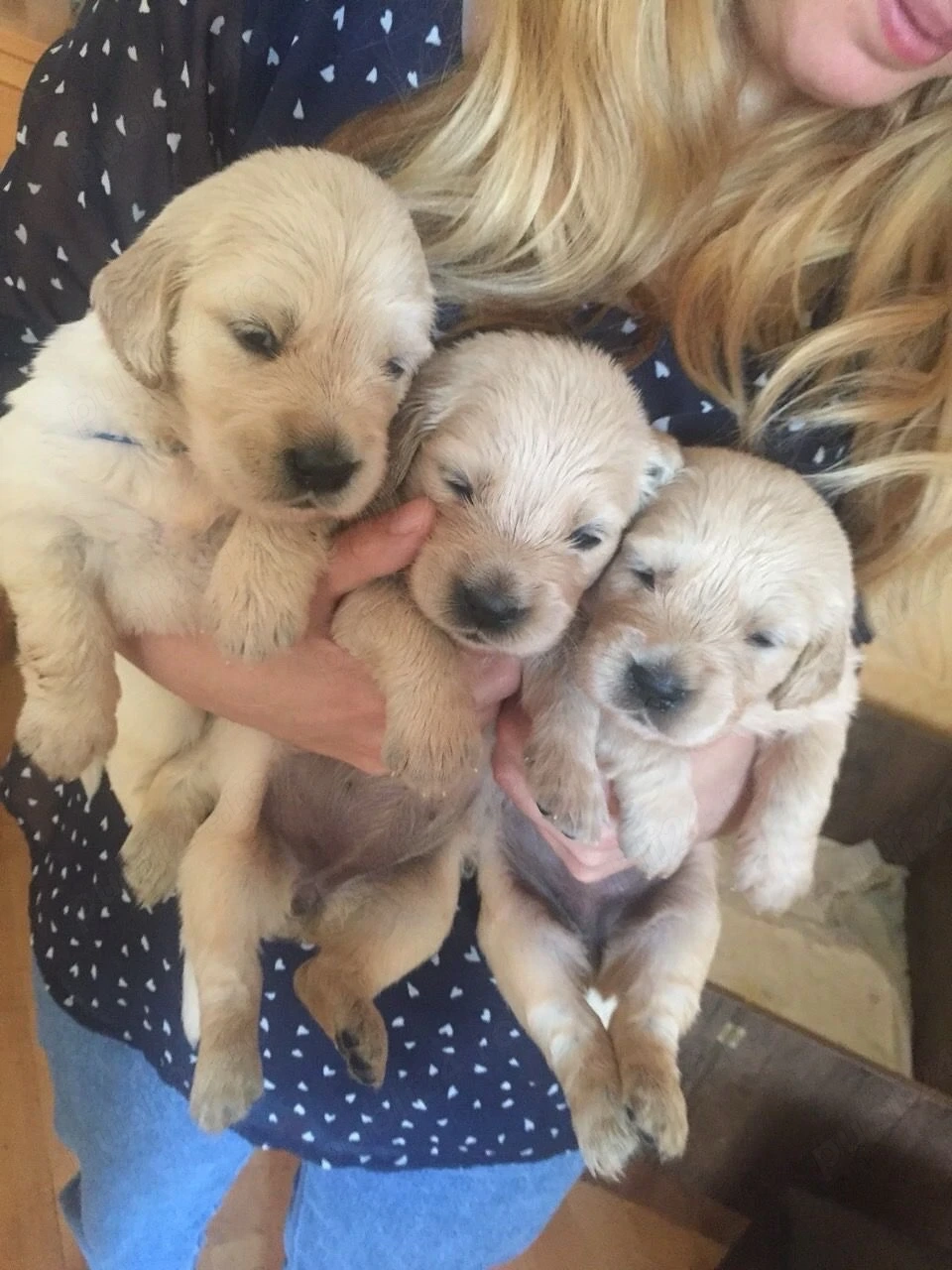 Labrador Retriver 