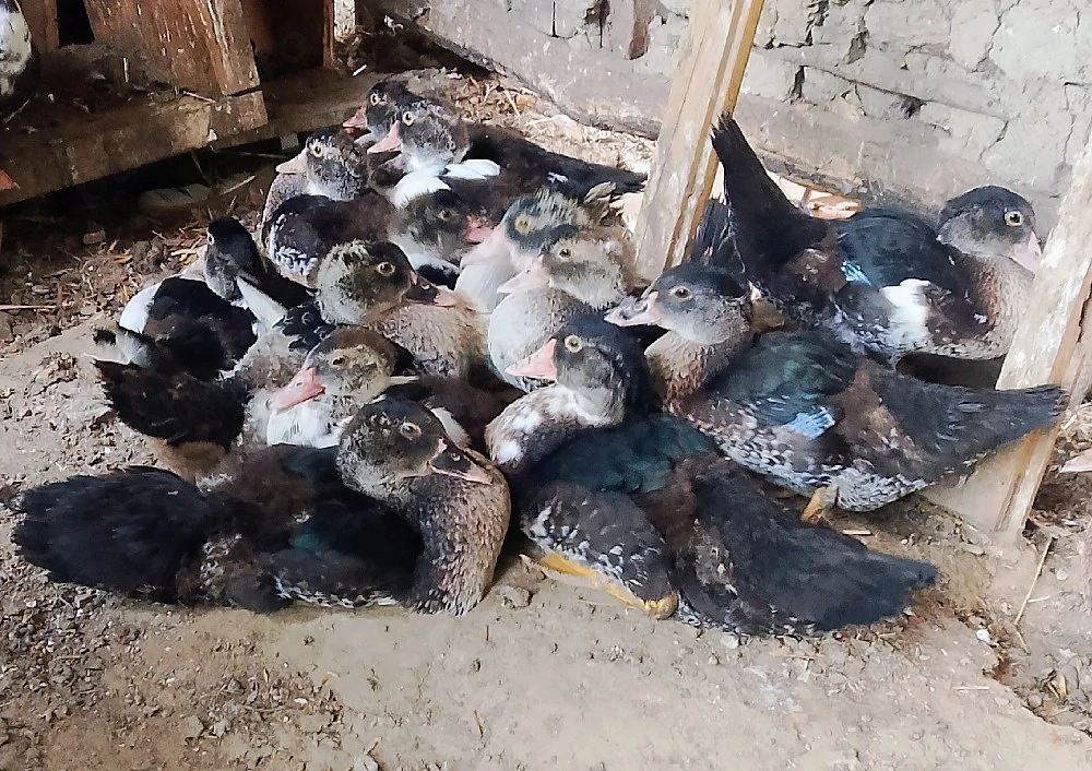 rate leșești 