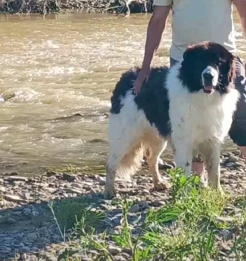 pui ciobanesc de bucovina