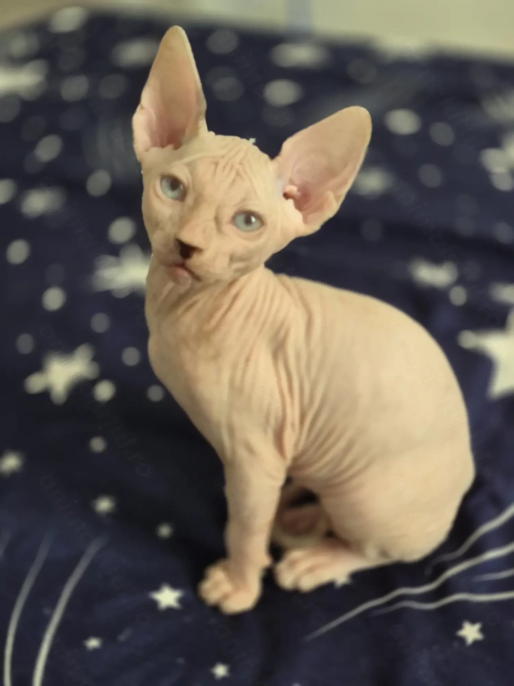 Puii mei superbi de sphinx