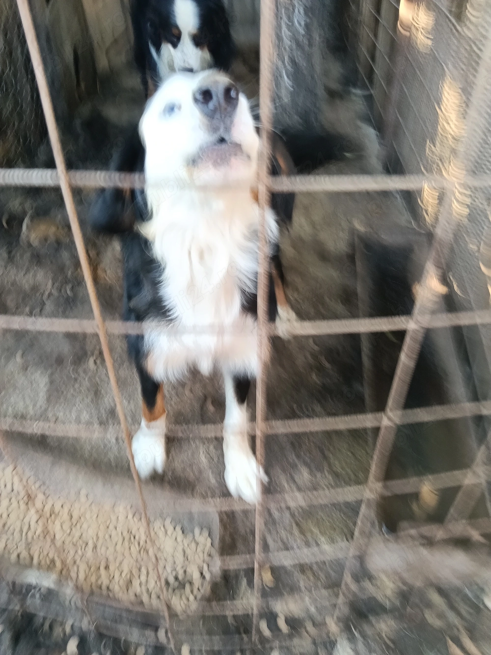 Vind doua femele Ciobanesc de Berna 