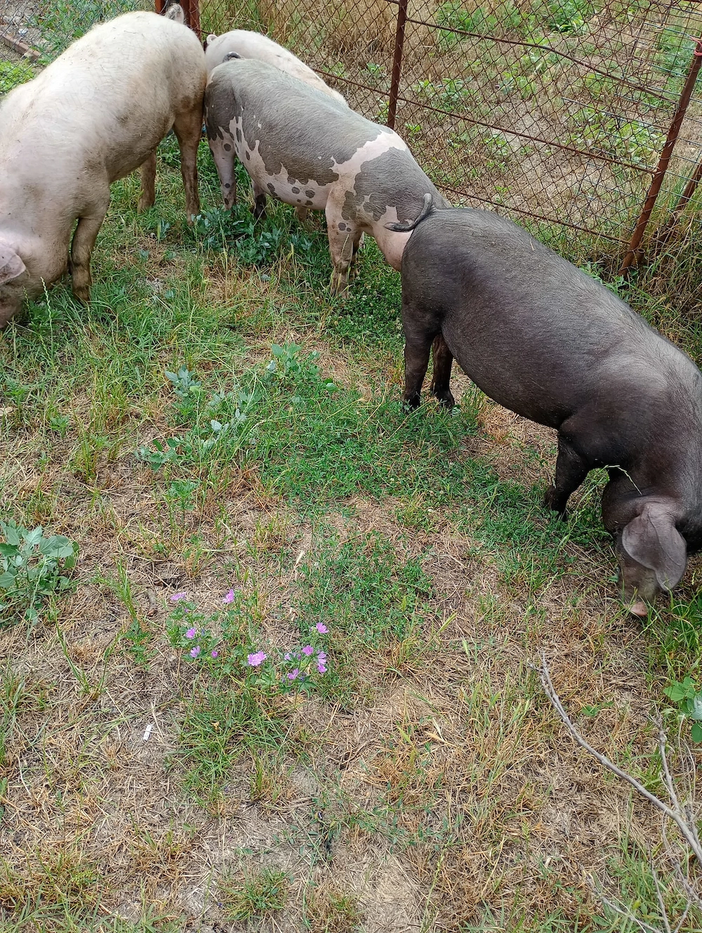 Vand 3 porci
