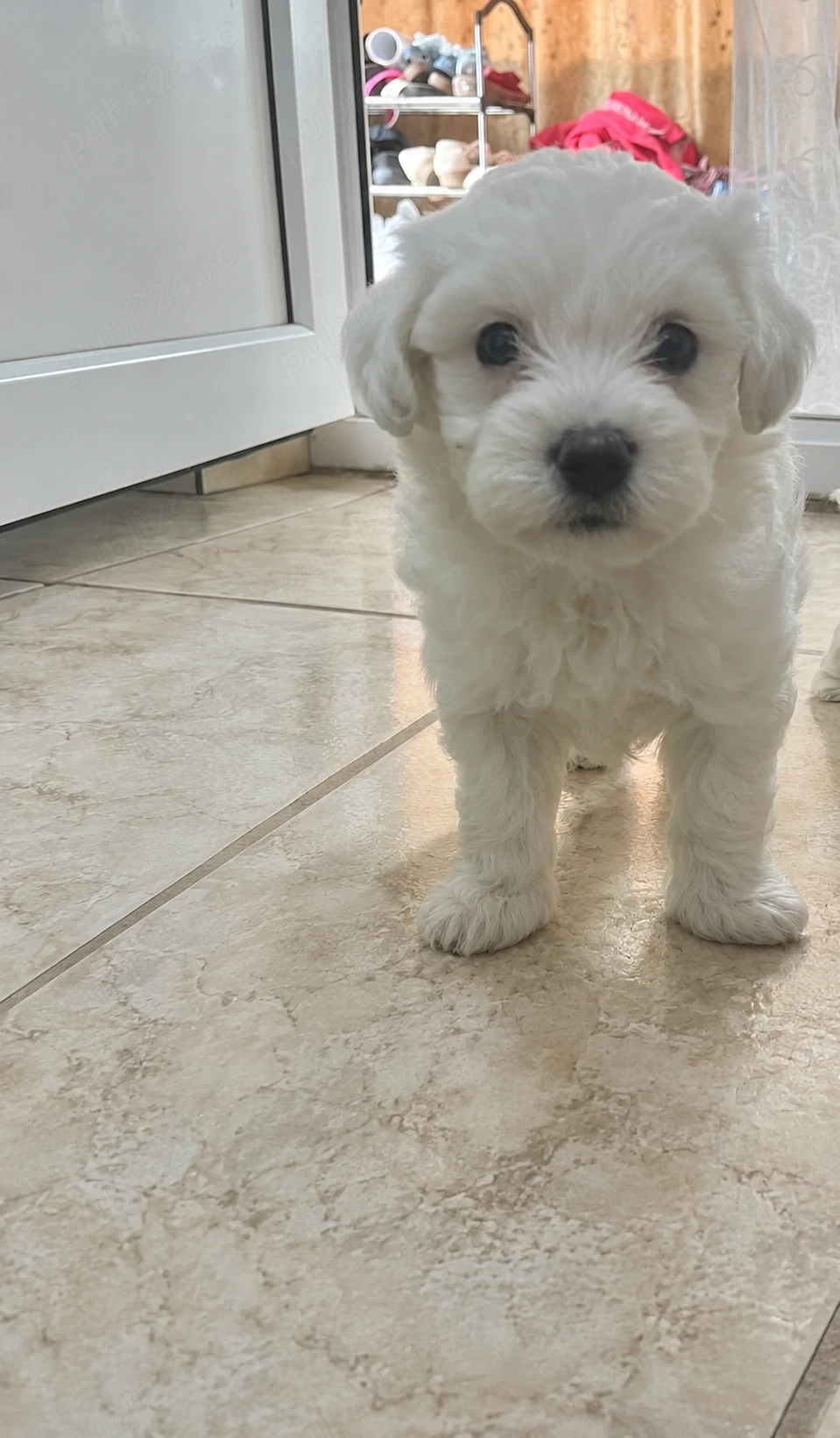 Bichon maltez talie mică 