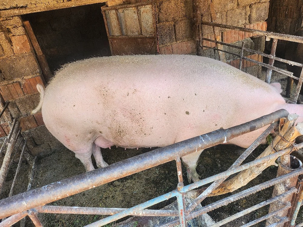 Vând porc 