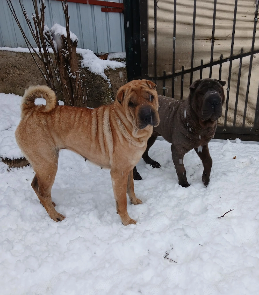 Fetița shar pei 