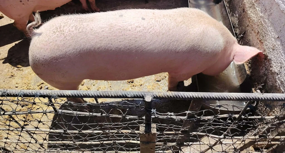 Vând porc sau carcasa