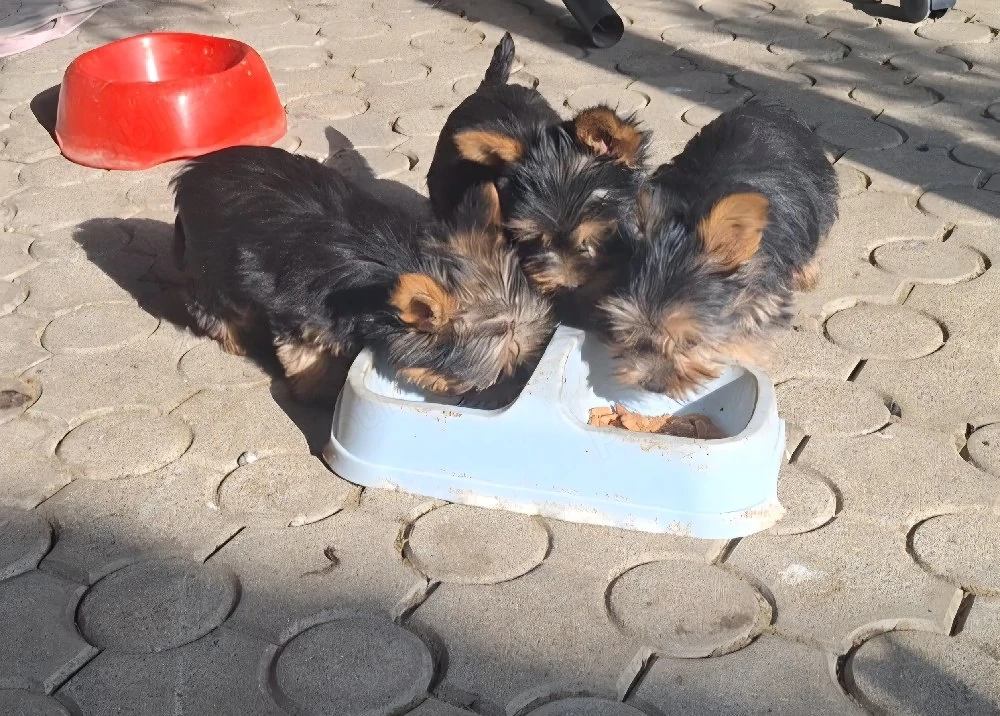 yorkshire terrier .