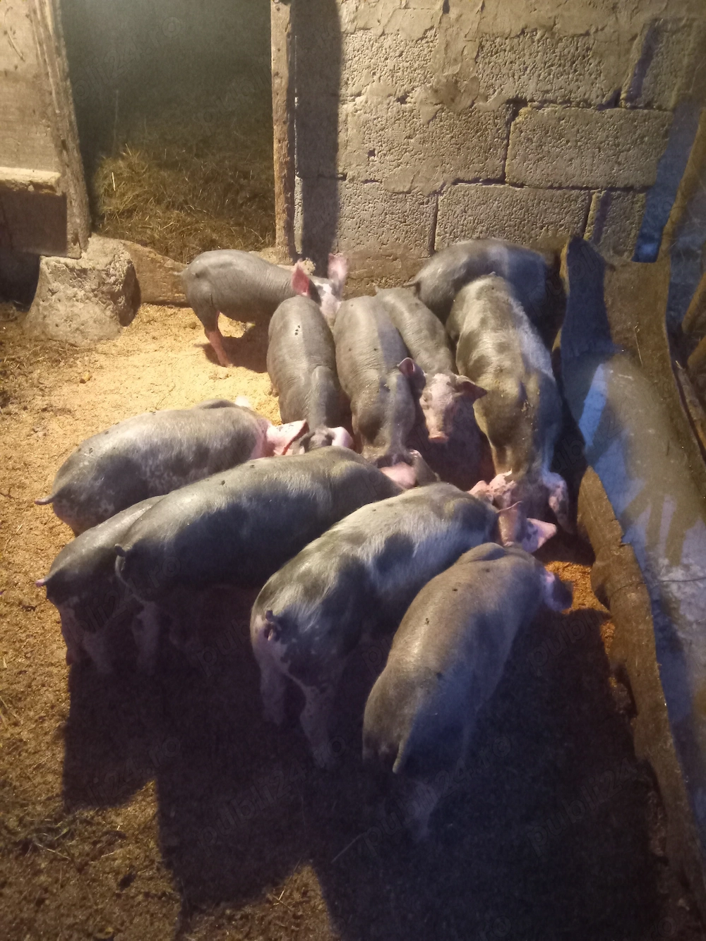 Purcele Pietrain de vânzare!