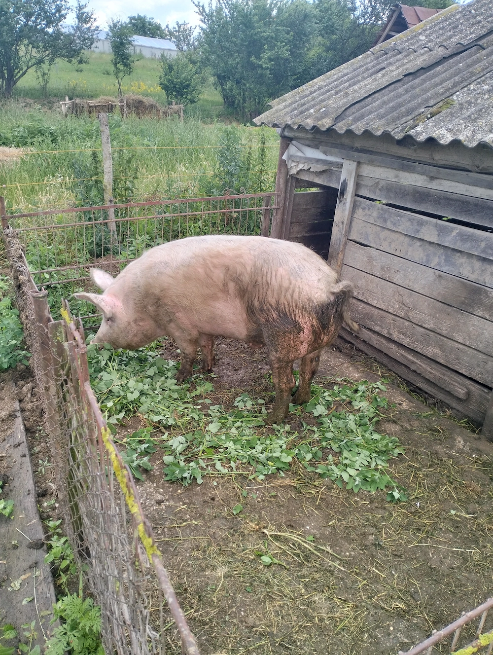 Vând porc aproximativ 150kg