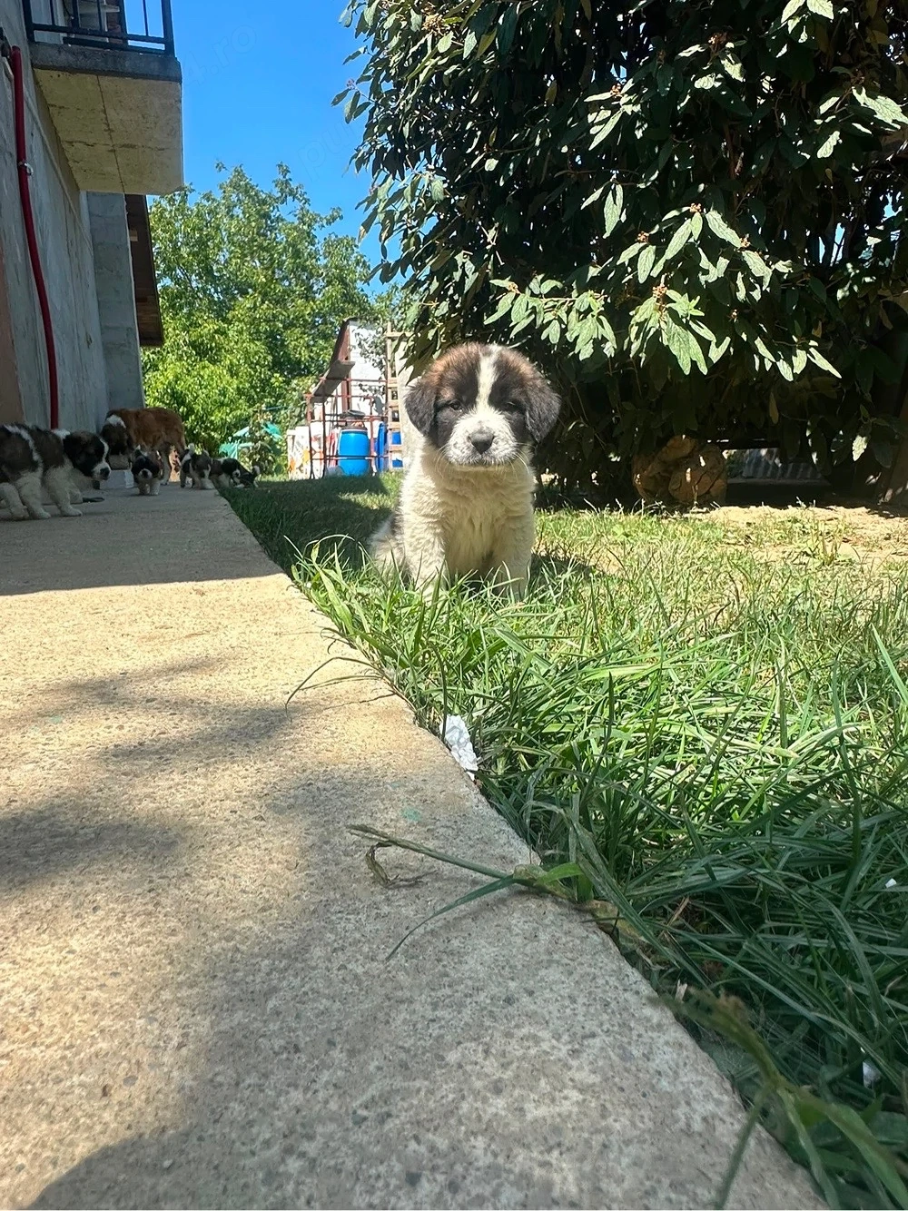 Catei saint bernand cu moscovit 