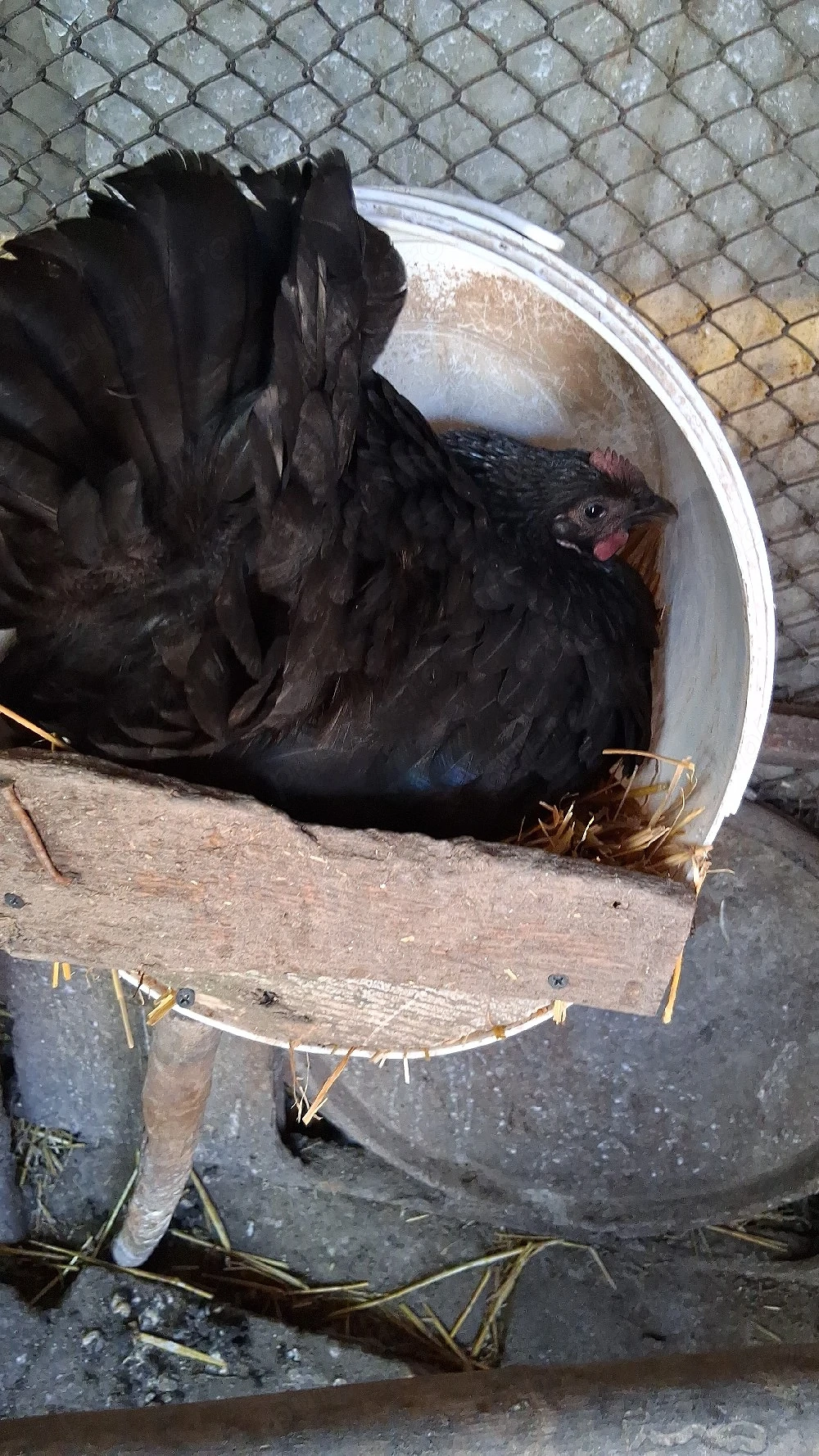 oua australorp 