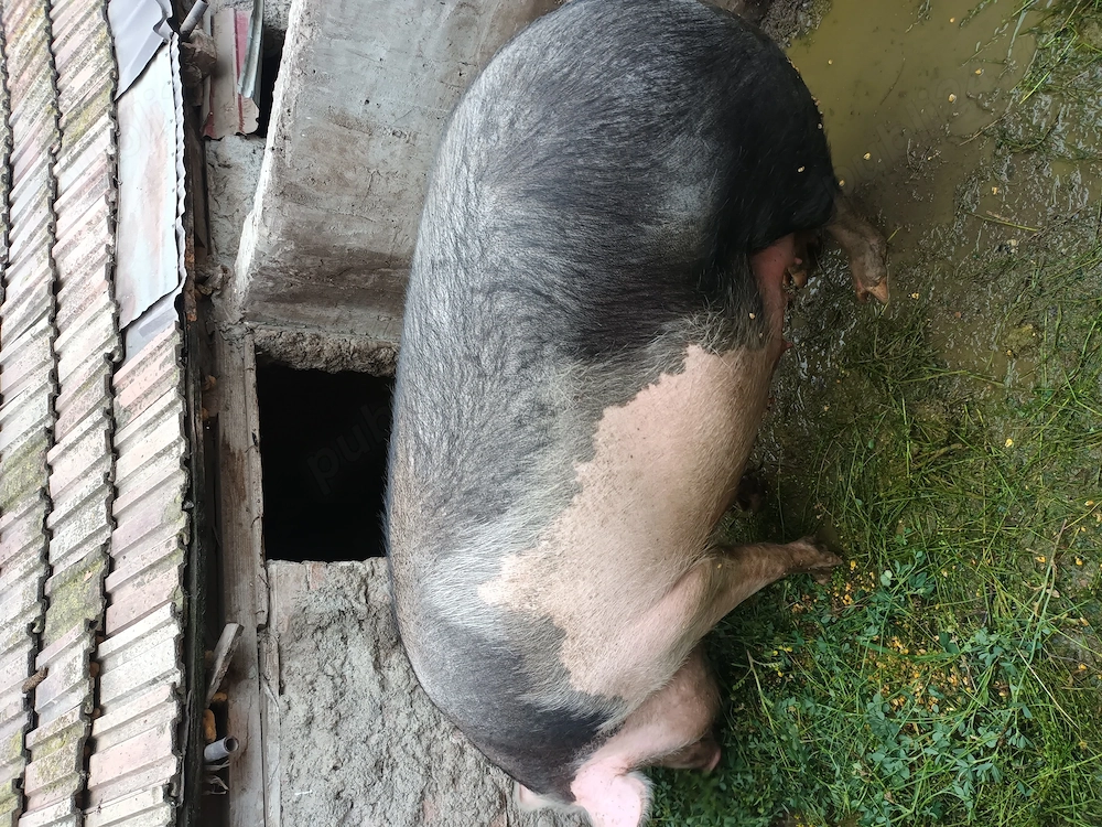 Porc,scroafa de vanzare 
