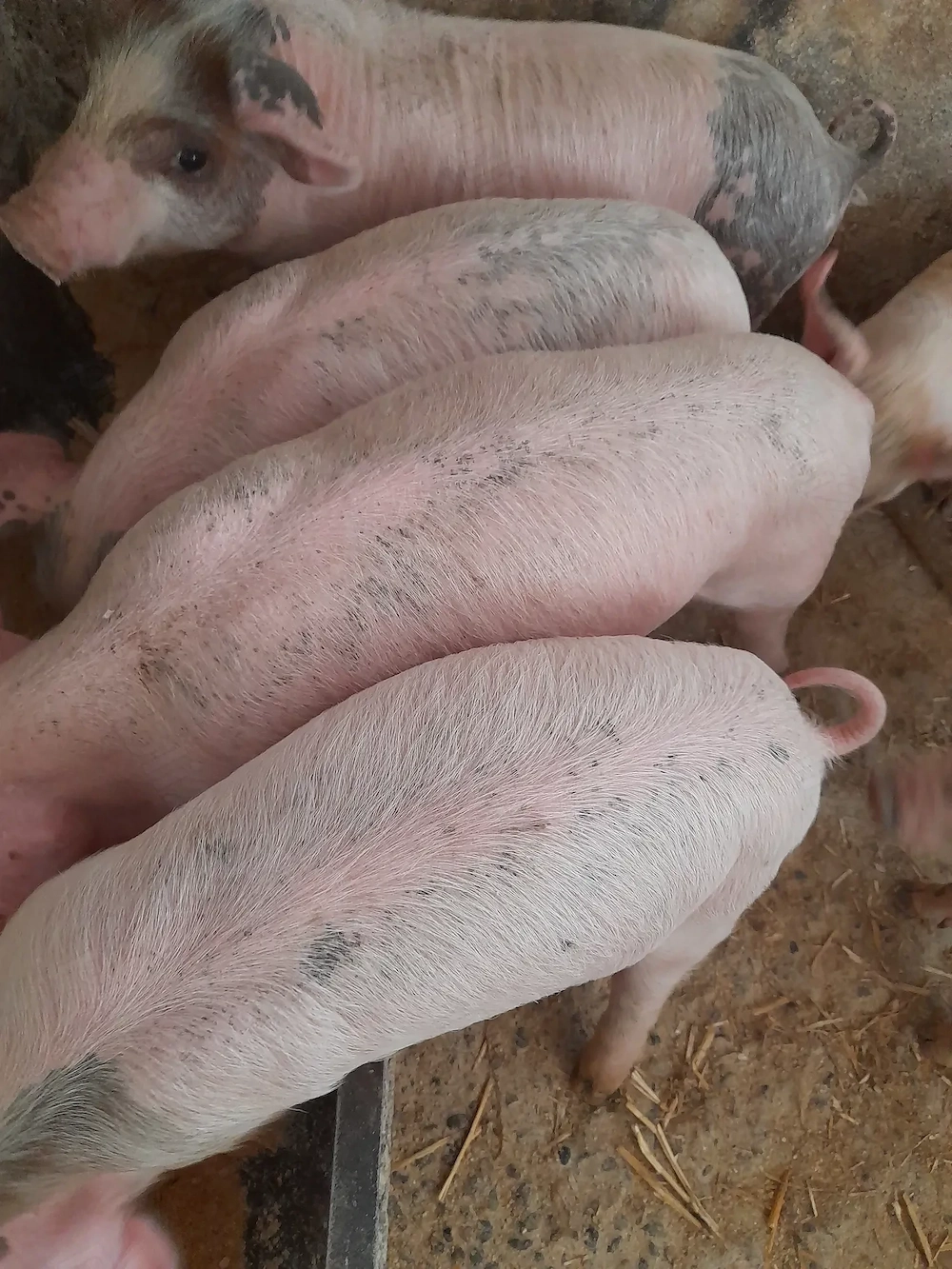purcei 7 săptămâni jumate 180 lei