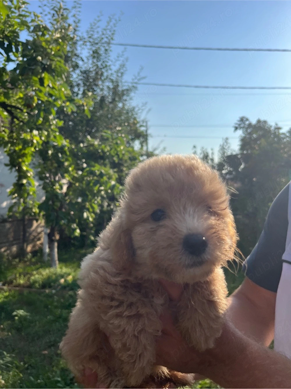 vând femele Maltipoo