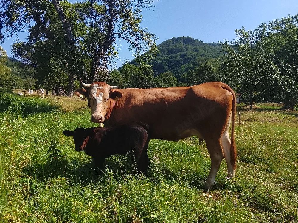 vaca cu vitel